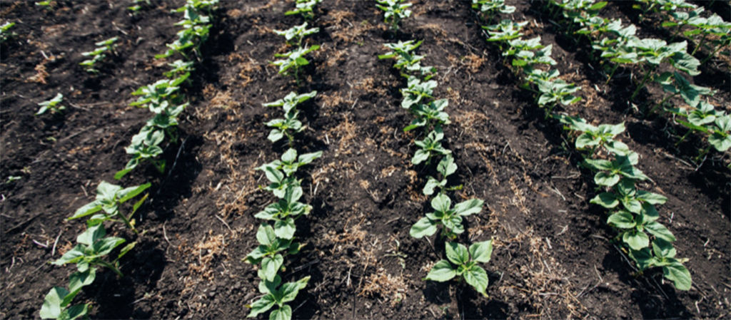 sunflowers early stages